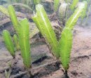 Caulerpa taxifolia.jpg