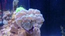 Bubble Coral.JPG