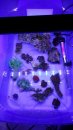 corals tub .jpg